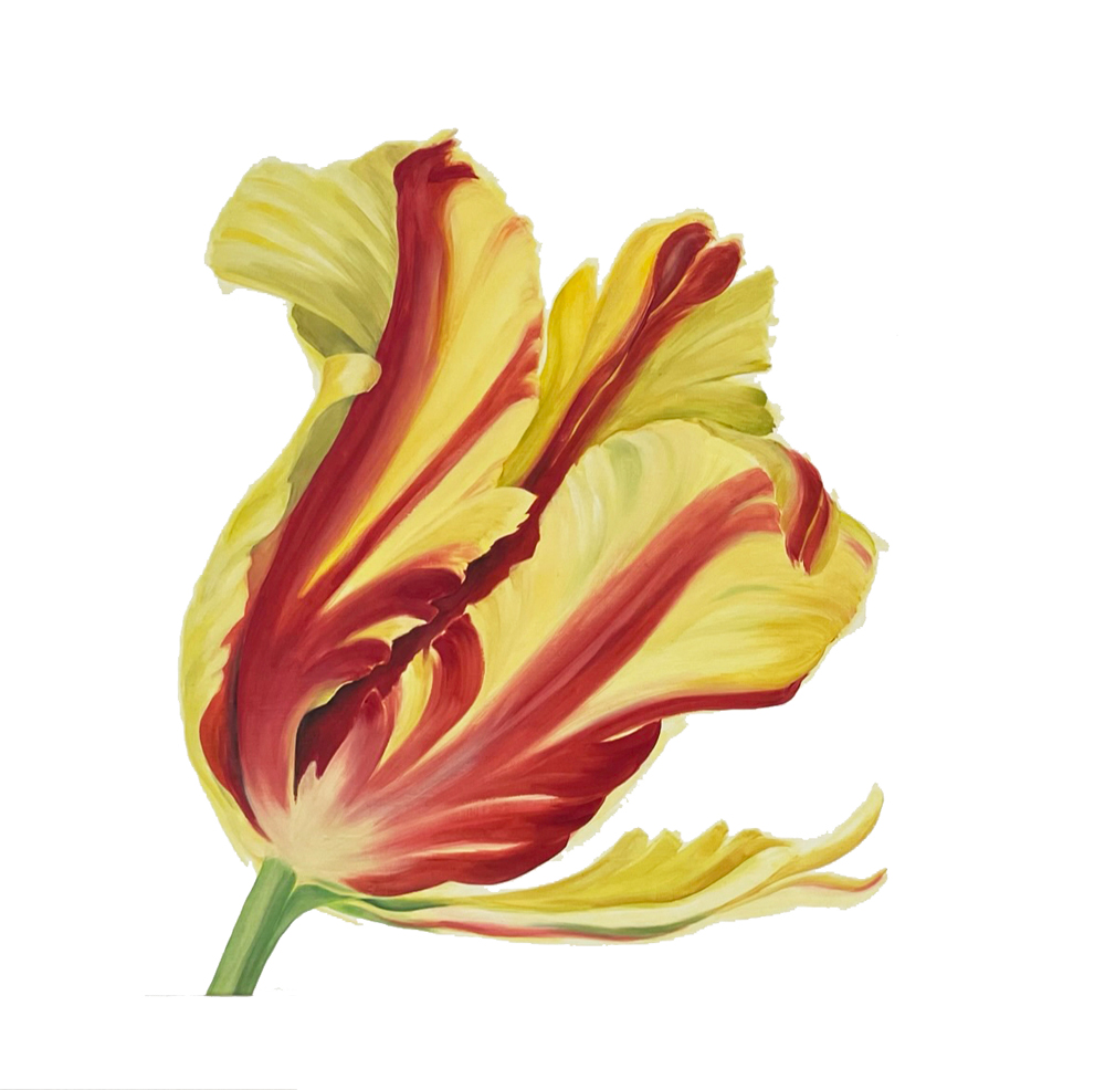 Botanische Tulp, olieverf op paneel in lijst 80x80 cm
