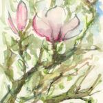 Magnolia, aquarel