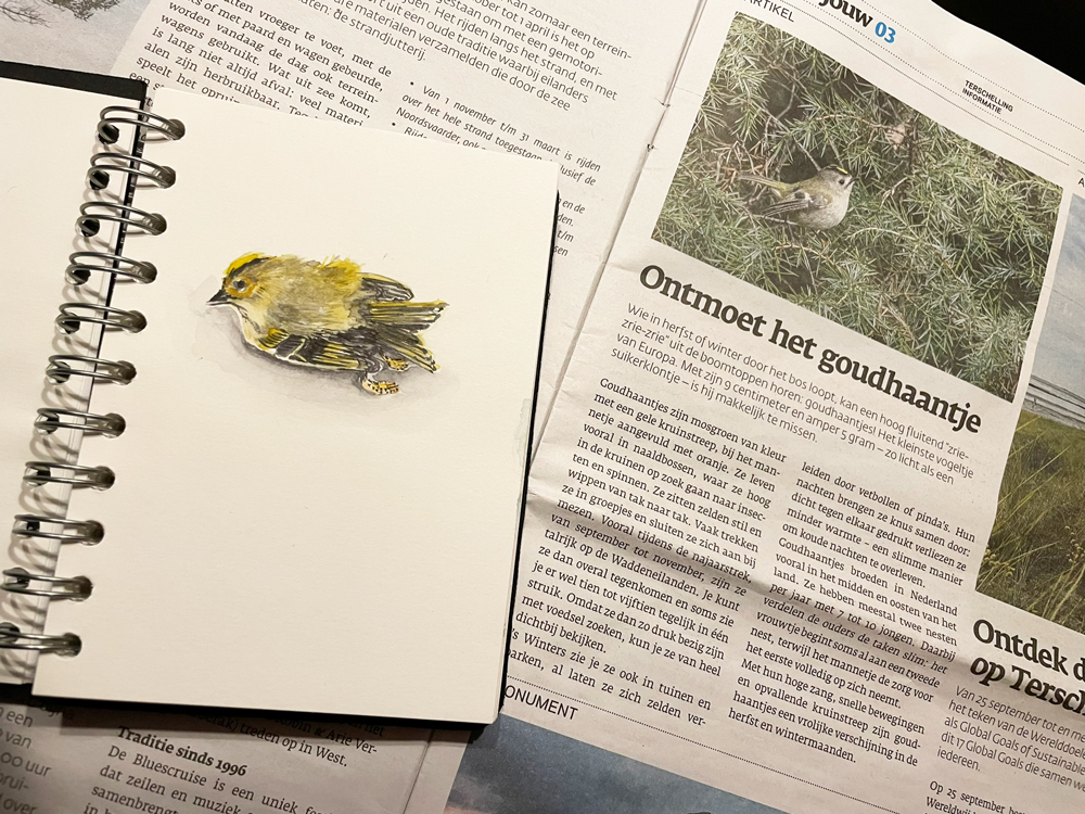 Aquarel Goudhaantje gevonden op Terschelling